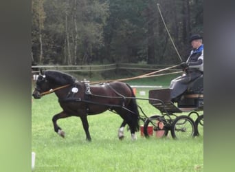 Welsh C (of Cob Type), Stallion, 22 years, 13 hh, Brown