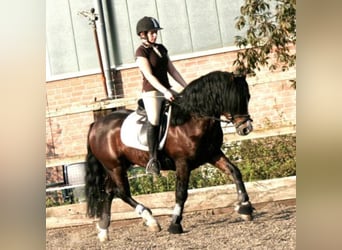 Welsh C (of Cob Type), Stallion, 22 years, 13 hh, Brown