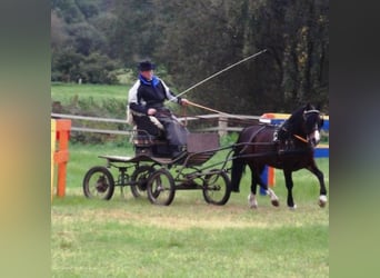 Welsh C (of Cob Type), Stallion, 22 years, 13 hh, Brown