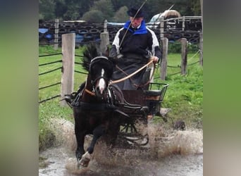 Welsh C (of Cob Type), Stallion, 22 years, 13 hh, Brown