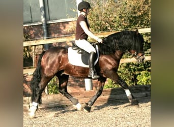 Welsh C (of Cob Type), Stallion, 22 years, 13 hh, Brown