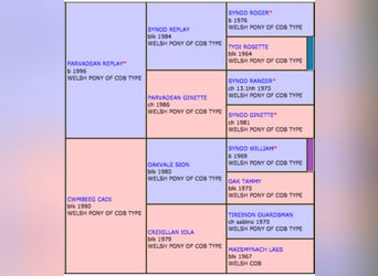 Welsh C (of Cob Type), Stallion, 22 years, 13 hh, Brown