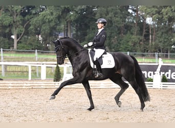 Oldenburg, Stallion, 8 years, 16.2 hh, Smoky-Black