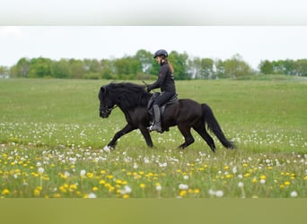 Islandpferd, Hengst, 22 Jahre, 141 cm, Rappe