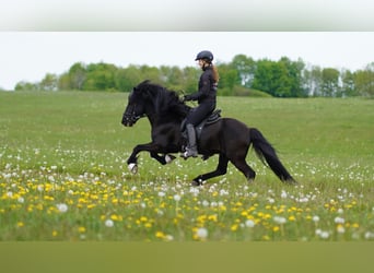 Islandpferd, Hengst, 22 Jahre, 141 cm, Rappe
