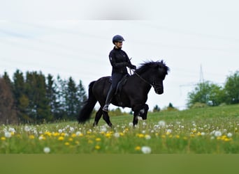 Kuc islandzki, Ogier, 22 lat, 141 cm