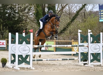 Hannoveraan, Hengst, 11 Jaar, 169 cm, Bruin