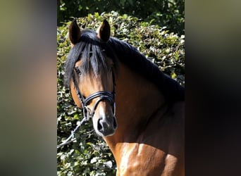 Hanoverian, Stallion, 11 years, 16.2 hh, Brown