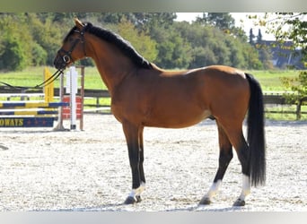 Hanoverian, Stallion, 11 years, 16.2 hh, Brown