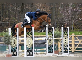 Hanoverian, Stallion, 11 years, 16.2 hh, Brown