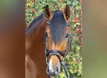 Hanoverian, Stallion, 11 years, 16.2 hh, Brown