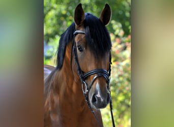 Hanoverian, Stallion, 11 years, 16.2 hh, Brown