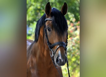 Koń hanowerski, Ogier, 11 lat, 169 cm, Gniada
