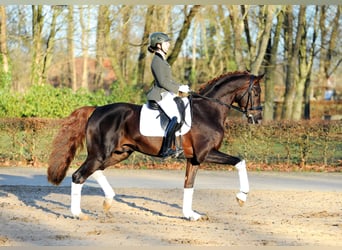 Oldenburg-International (OS), Stallion, 6 years, 16.2 hh, Chestnut