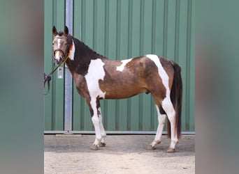 Lewitzer, Stallion, 6 years, 14 hh, Pinto