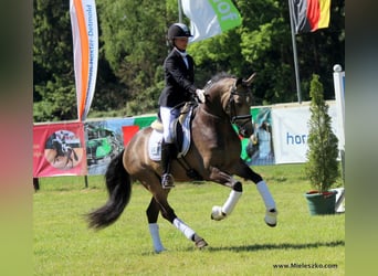 German Riding Pony, Stallion, 10 years, 14.1 hh, Dun