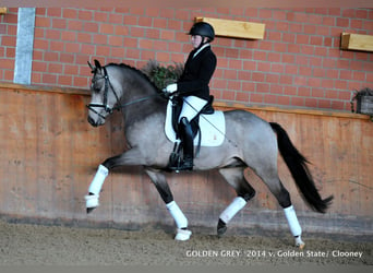 German Riding Pony, Stallion, 10 years, 14.1 hh, Dun