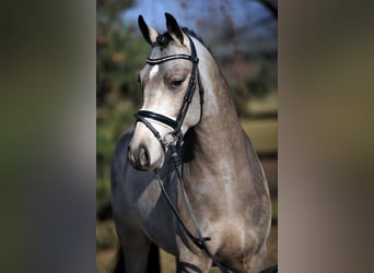 Pony tedesco, Stallone, 12 Anni, 147 cm, Falbo