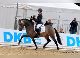 Pony tedesco, Stallone, 12 Anni, 147 cm, Falbo