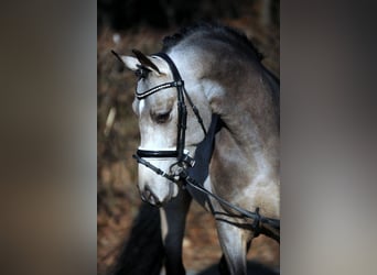 Pony tedesco, Stallone, 12 Anni, 147 cm, Falbo