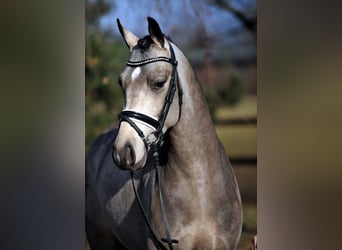 Pony tedesco, Stallone, 12 Anni, 147 cm, Falbo