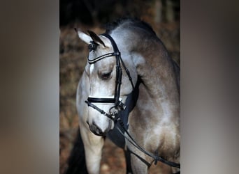 Pony tedesco, Stallone, 12 Anni, 147 cm, Falbo