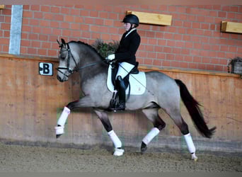Pony tedesco, Stallone, 12 Anni, 147 cm, Falbo
