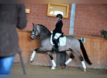 Pony tedesco, Stallone, 12 Anni, 147 cm, Falbo