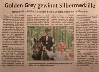 Pony tedesco, Stallone, 12 Anni, 147 cm, Falbo