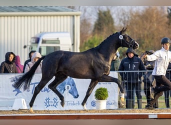 Trakehner, Hengst, 3 Jahre, 166 cm, Rappe