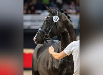 Trakehner, Hengst, 3 Jahre, 166 cm, Rappe