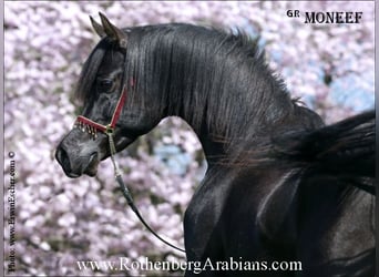 Ägyptischer Araber, Hengst, 6 Jahre, 153 cm, Rappe