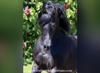 Ägyptischer Araber, Hengst, 6 Jahre, 153 cm, Rappe