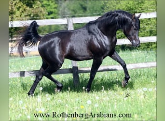 Ägyptischer Araber, Hengst, 6 Jahre, 153 cm, Rappe