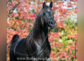 Ägyptischer Araber, Hengst, 6 Jahre, 153 cm, Rappe