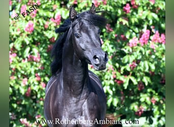 Árabe egipcio, Semental, 5 años, 153 cm, Negro