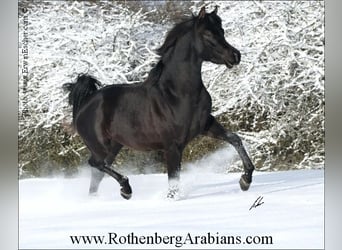 Ägyptischer Araber, Hengst, 9 Jahre, 156 cm, Rappe