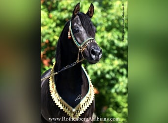 Arabo Egiziano, Stallone, 10 Anni, 156 cm, Morello