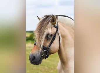 Fjord Horses, Stallion, 28 years, 14,1 hh, Dun