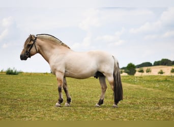 Koń fiordzki, Ogier, 27 lat, 147 cm, Bułana