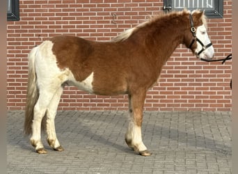 Gotland-Pony, Hengst, 6 Jahre, 128 cm, Schecke