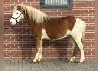 Gotland-Pony, Hengst, 6 Jahre, 128 cm, Schecke