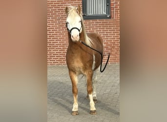 Gotland-Pony, Hengst, 6 Jahre, 128 cm, Schecke