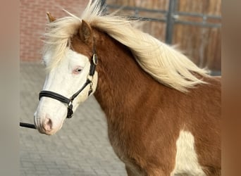 Gotland Pony, Stallion, 6 years, 12,2 hh, Pinto