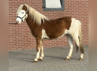 Gotland-Pony, Stallone, 6 Anni, 128 cm, Pezzato