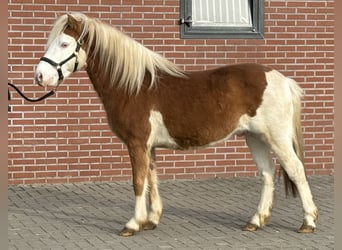 Gotland-Pony, Stallone, 6 Anni, 128 cm, Pezzato