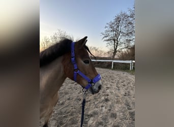 Gotland-Pony, Wallach, 10 Jahre, 125 cm, Falbe