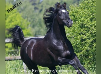 Ägyptischer Araber, Hengst, 6 Jahre, 154 cm, Rappe