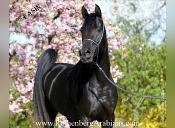 Ägyptischer Araber, Hengst, 6 Jahre, 154 cm, Rappe