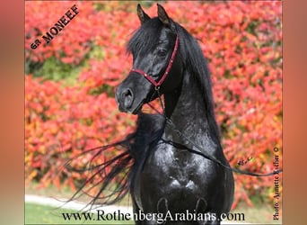 Ägyptischer Araber, Hengst, 6 Jahre, 154 cm, Rappe